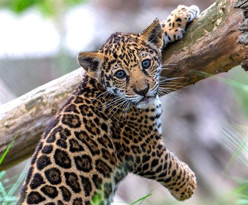 Baby Jaguar San Diego Zoo Baby Jaguar San Diego Zoo